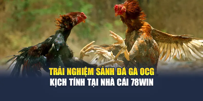 Trải Nghiệm Sảnh Đá Gà OCG Kịch Tính Tại Nhà Cái 78WIN