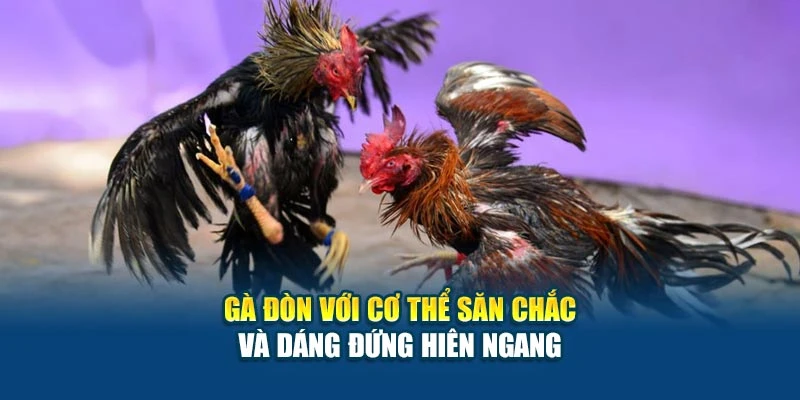 Gà đòn với cơ thể săn chắc và dáng đứng hiên ngang