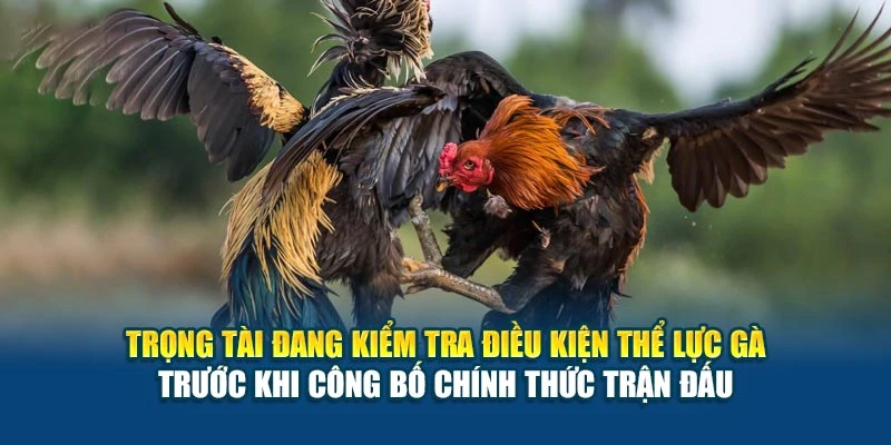 Trọng tài đang kiểm tra điều kiện thể lực gà trước khi công bố chính thức trận đấu